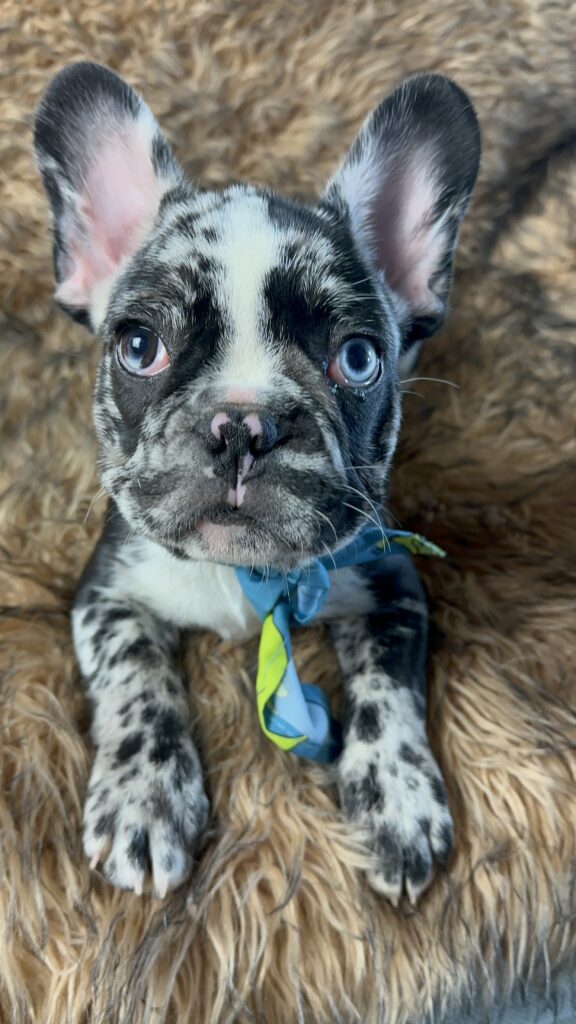 Blackjack | Black Merle French Bulldog Male | Born June 22nd, 2023