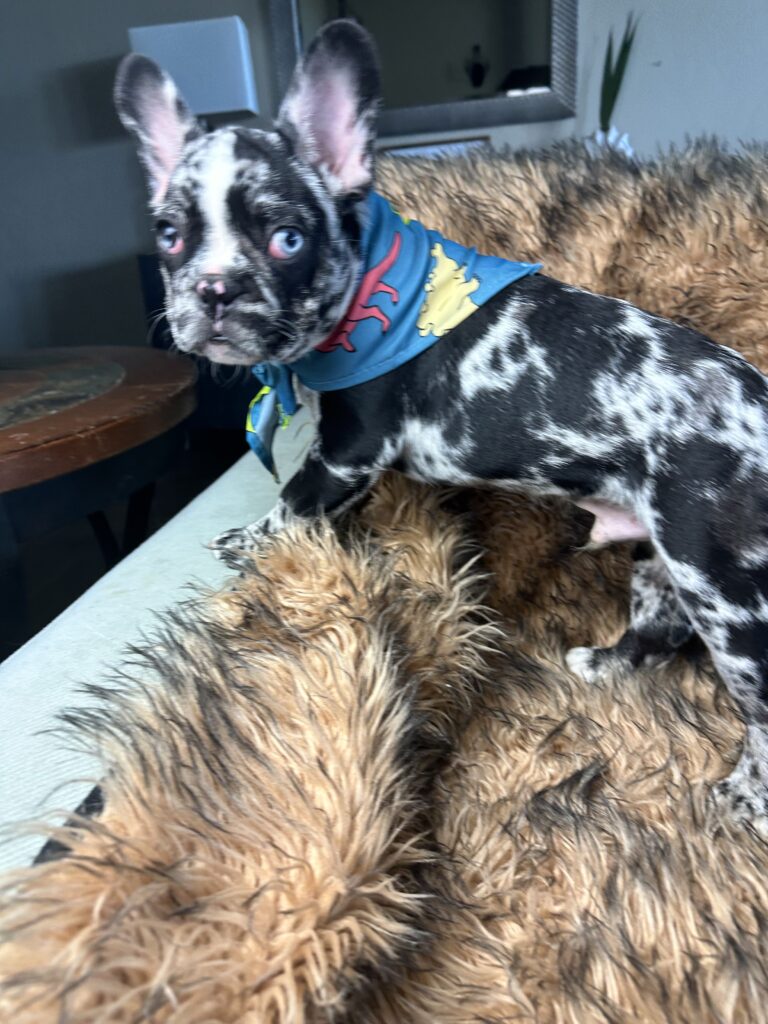 Blackjack | Black Merle French Bulldog Male | Born June 22nd, 2023