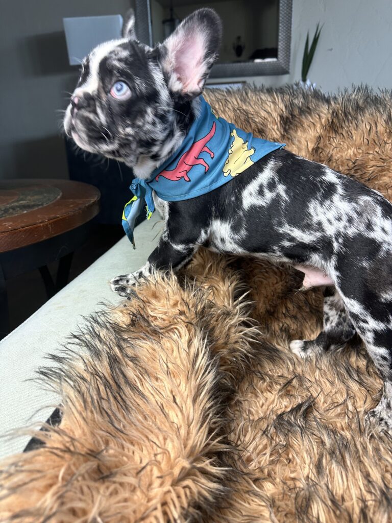 Blackjack | Black Merle French Bulldog Male | Born June 22nd, 2023