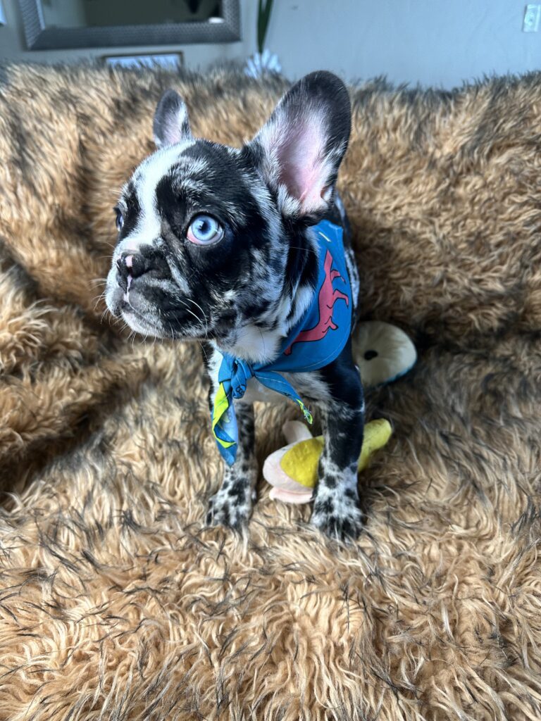 Blackjack | Black Merle French Bulldog Male | Born June 22nd, 2023