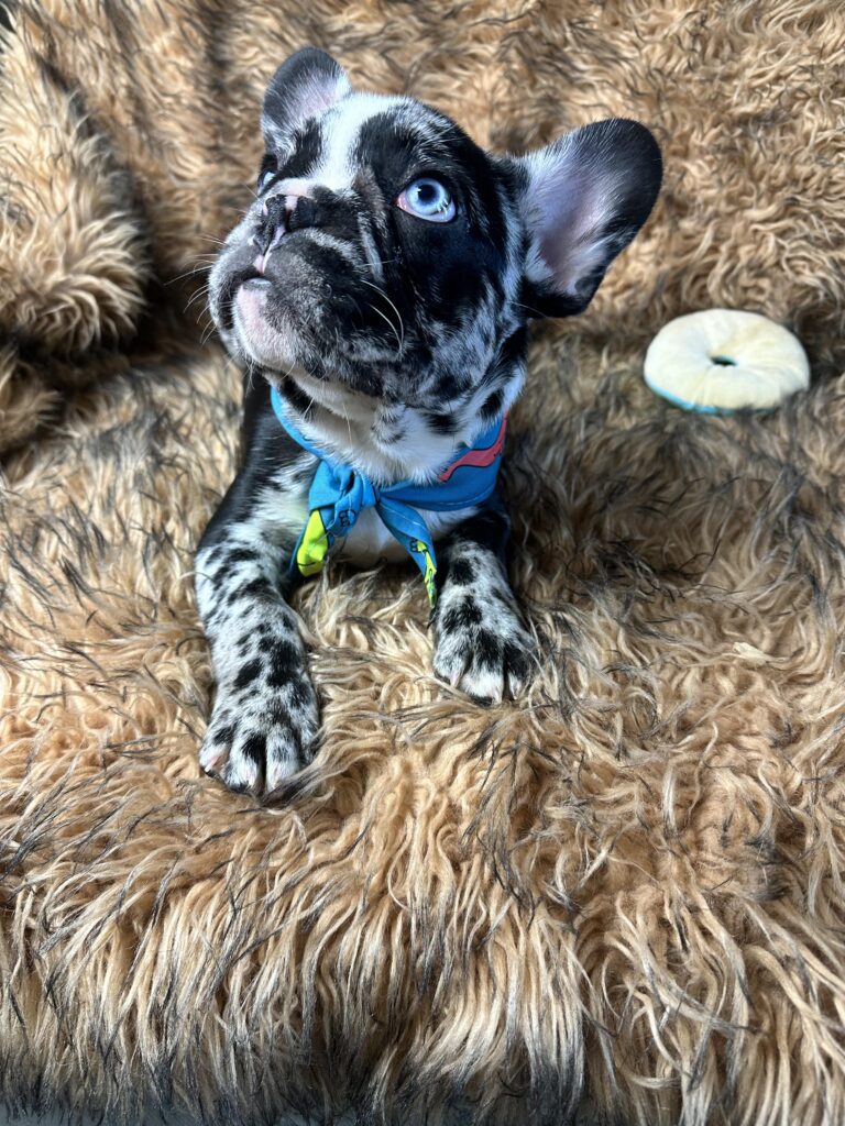 Blackjack | Black Merle French Bulldog Male | Born June 22nd, 2023