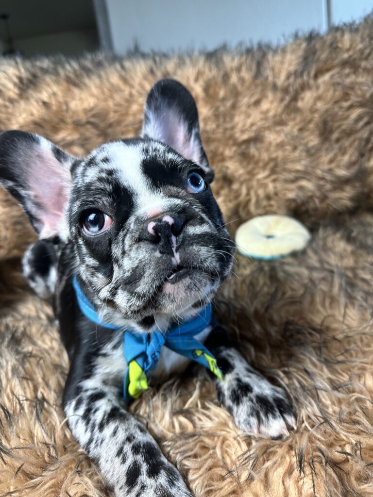 Blackjack | Black Merle French Bulldog Male | Born June 22nd, 2023