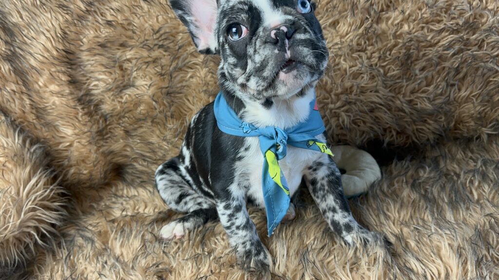 Blackjack | Black Merle French Bulldog Male | Born June 22nd, 2023