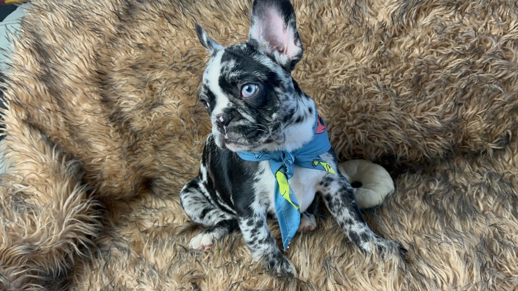 Blackjack | Black Merle French Bulldog Male | Born June 22nd, 2023