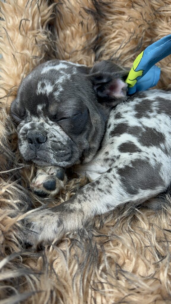 Bingles | Blue Merle French Bulldog Male | Born June 22nd, 2023​