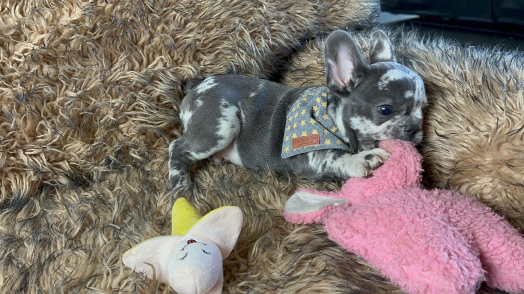 Bourbon | Blue Merle French Bulldog Male | Born June 22nd, 2023