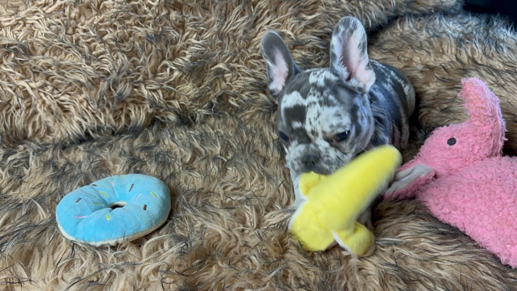 Bourbon | Blue Merle French Bulldog Male | Born June 22nd, 2023