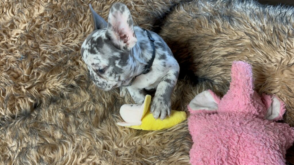 Bourbon | Blue Merle French Bulldog Male | Born June 22nd, 2023