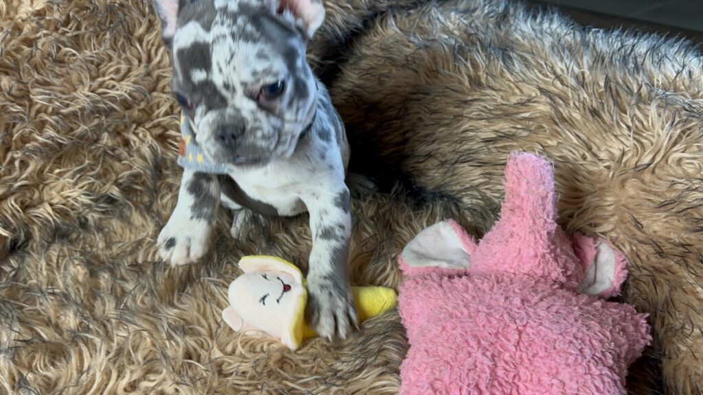 Bourbon | Blue Merle French Bulldog Male | Born June 22nd, 2023