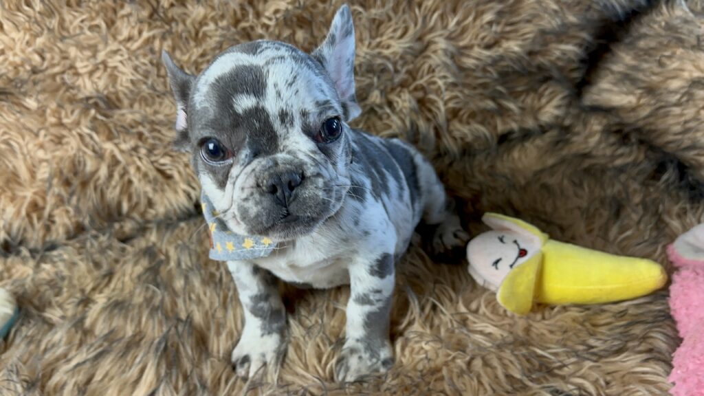 Bourbon | Blue Merle French Bulldog Male | Born June 22nd, 2023