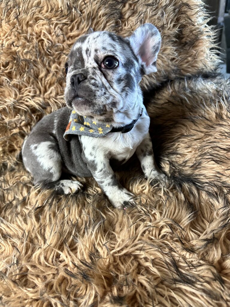 Bourbon | Blue Merle French Bulldog Male | Born June 22nd, 2023