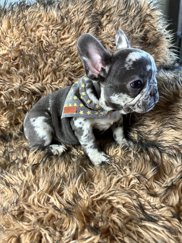 Bourbon | Blue Merle French Bulldog Male | Born June 22nd, 2023