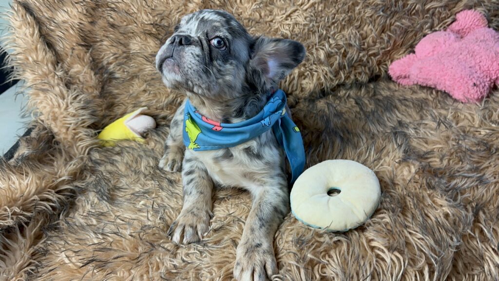 Badger | Blue Merle Fluffy French Bulldog Male | Born June 22nd, 2023