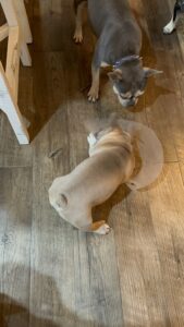 Frenchie Friday Sep 29th, 2023