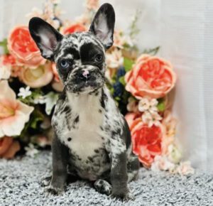 Frenchie Friday Sep 22nd, 2023