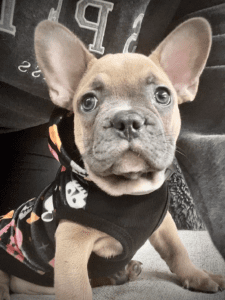Frenchie Friday Sep 22nd, 2023