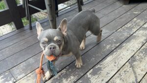 Frenchie Friday Sep 22nd, 2023