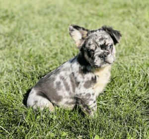Frenchie Friday Sep 22nd, 2023