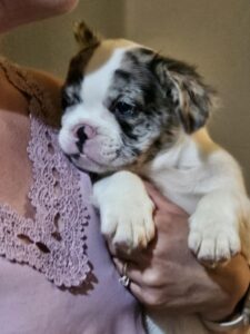 Frenchie Friday Sep 29th, 2023