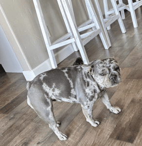 Frenchie Friday Sep 22nd, 2023