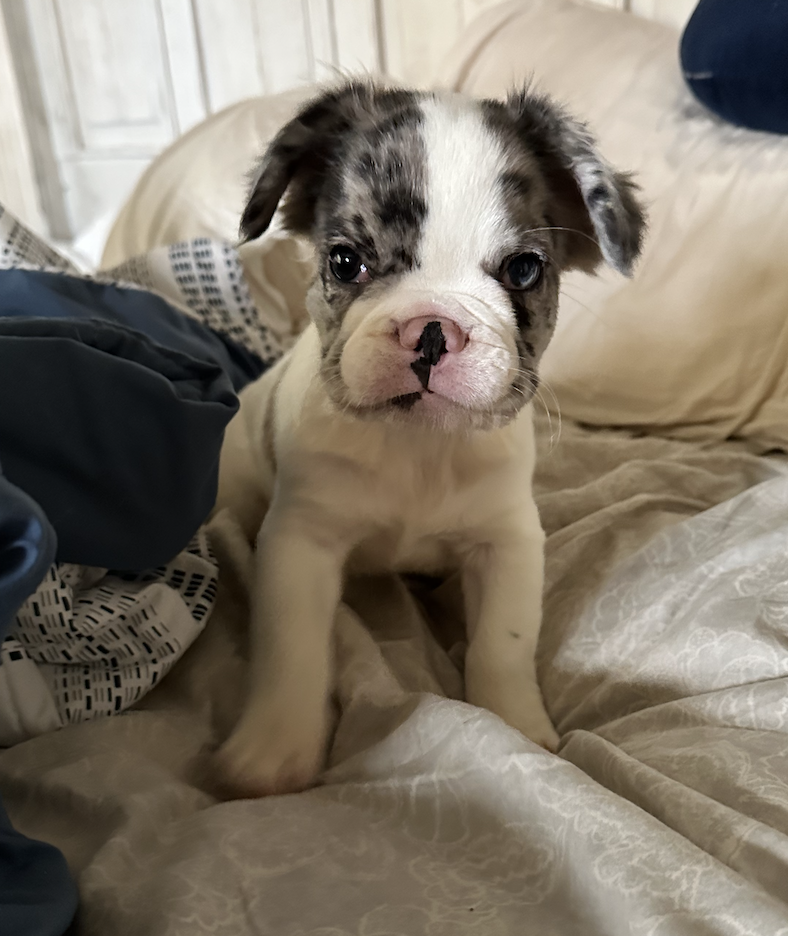 Frenchie Friday Sep 29th, 2023