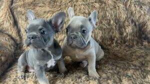 Frenchie Friday Sep 8th, 2023