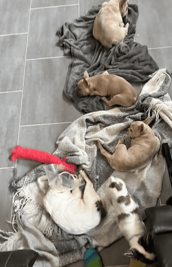 Frenchie Friday Oct 13, 2023