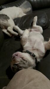 Frenchie Friday Oct 13, 2023