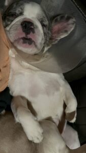Frenchie Friday Oct 13, 2023