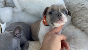Frenchie Friday Sep 8th, 2023