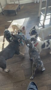 Frenchie Friday Oct 27th, 2023