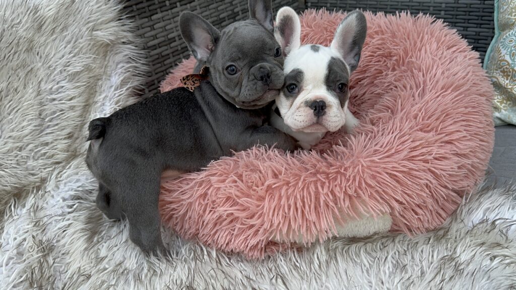 Winona | Blue French Bulldog Female | Born July 27th, 2023