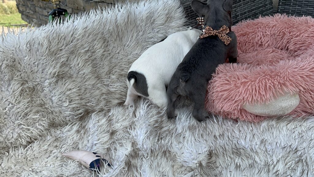 Winona | Blue French Bulldog Female | Born July 27th, 2023