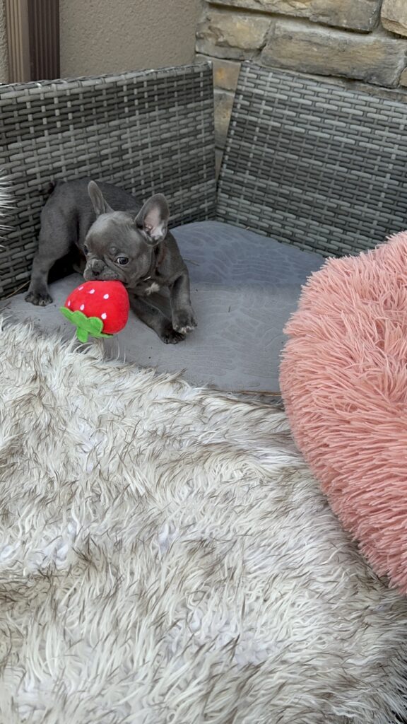 Winona | Blue French Bulldog Female | Born July 27th, 2023