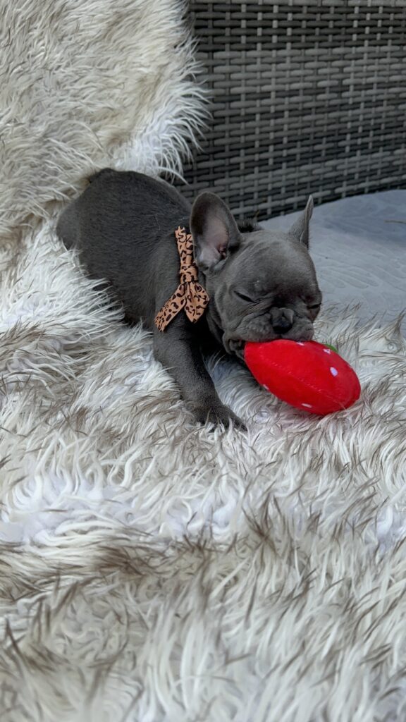 Winona | Blue French Bulldog Female | Born July 27th, 2023