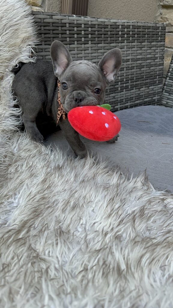 Winona | Blue French Bulldog Female | Born July 27th, 2023