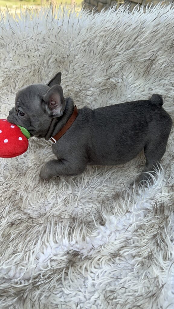 Winona | Blue French Bulldog Female | Born July 27th, 2023