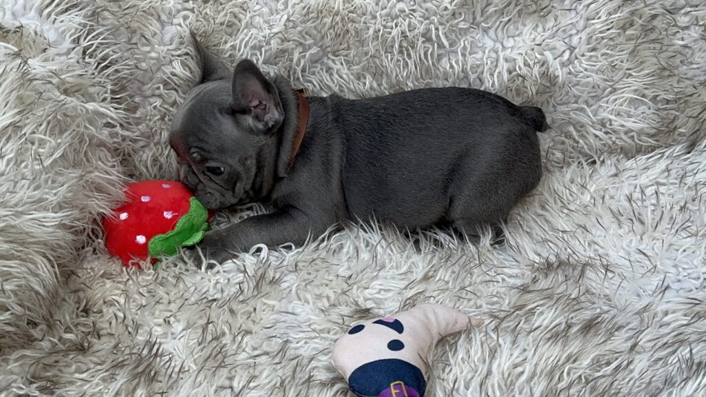 Winona | Blue French Bulldog Female | Born July 27th, 2023
