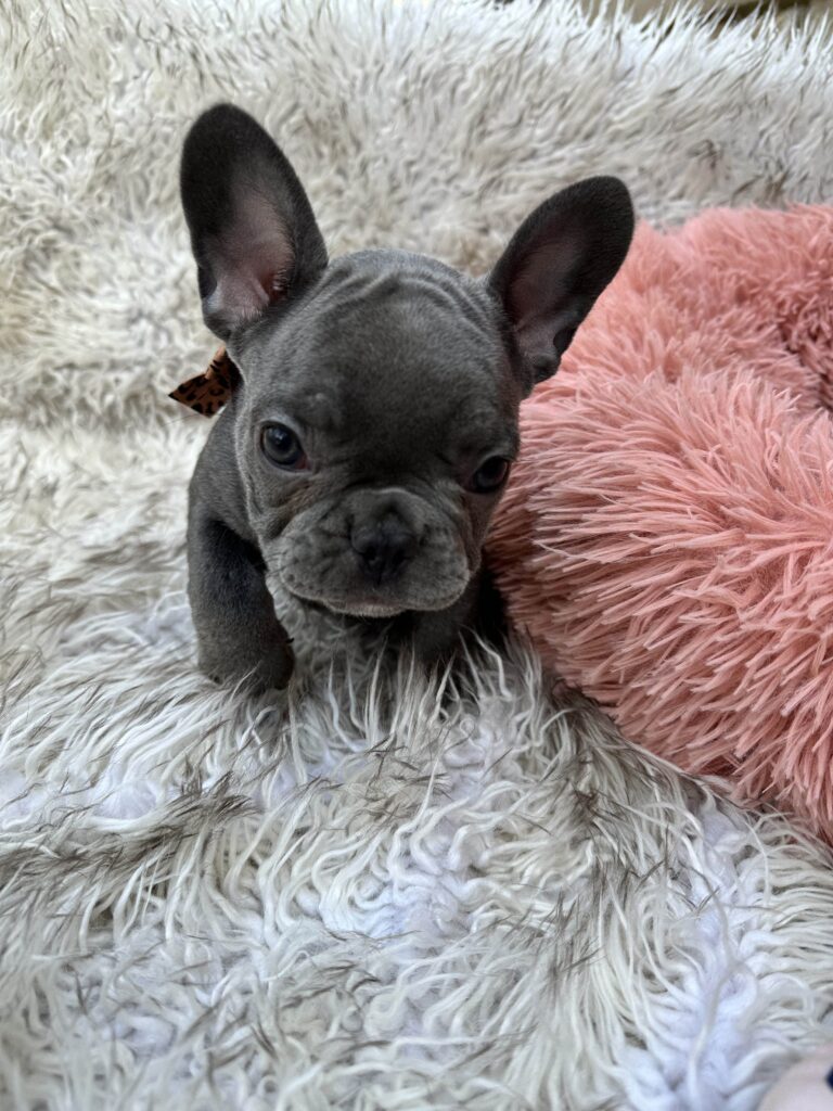 Winona | Blue French Bulldog Female | Born July 27th, 2023