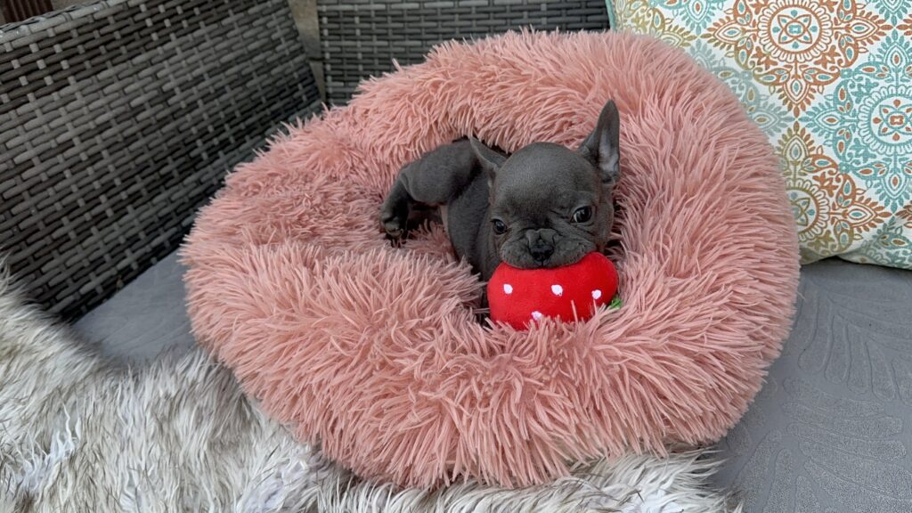 Winona | Blue French Bulldog Female | Born July 27th, 2023