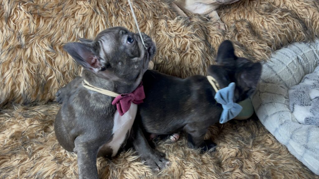 Ziggy | Brindle French Bulldog Male | Born July 1st, 2023