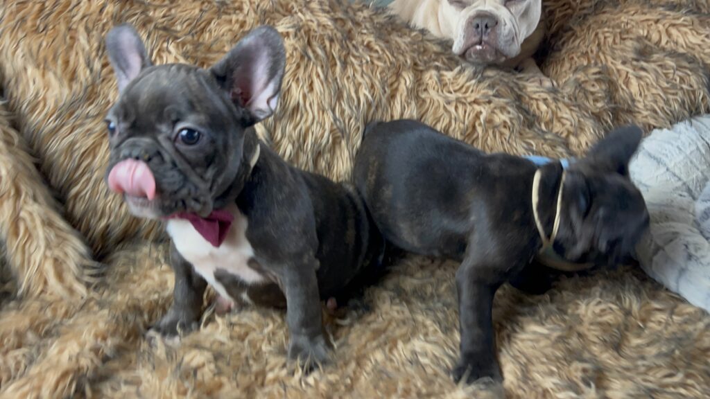 Ziggy | Brindle French Bulldog Male | Born July 1st, 2023