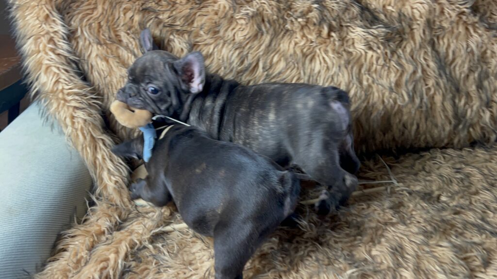 Ziggy | Brindle French Bulldog Male | Born July 1st, 2023