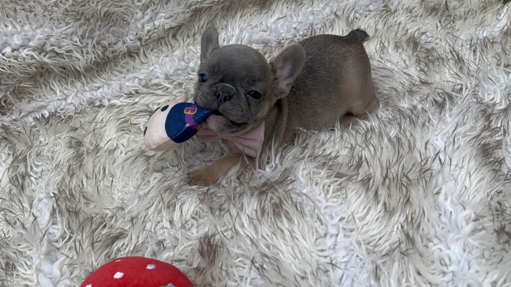 Waldo | Blue Sable French Bulldog Male | Born July 27th, 2023
