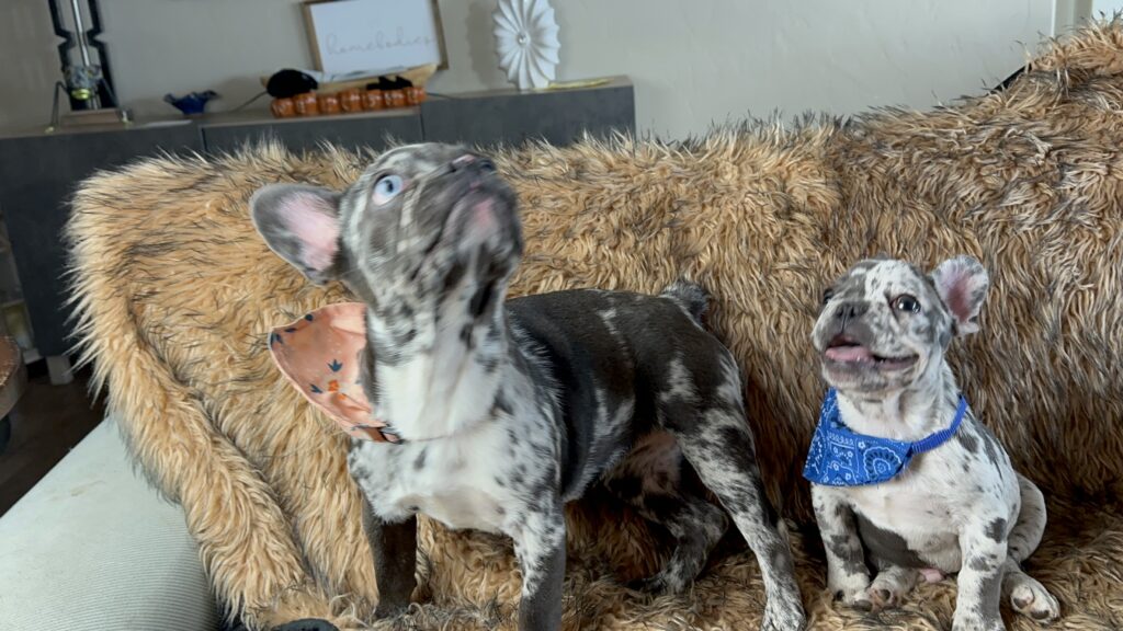 Disco | Black Merle French Bulldog Female | Born May 3rd, 2023