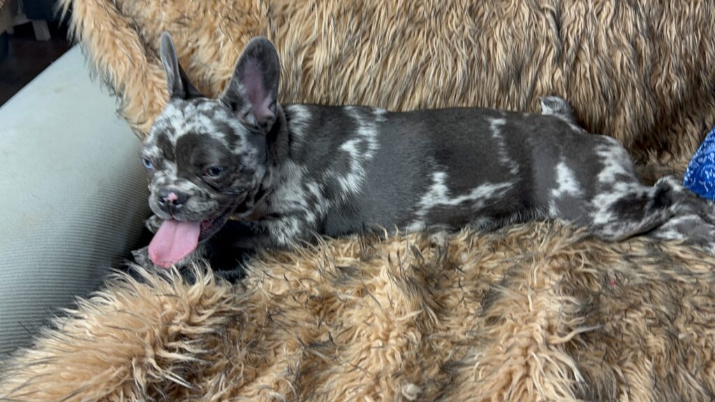 Disco | Black Merle French Bulldog Female | Born May 3rd, 2023