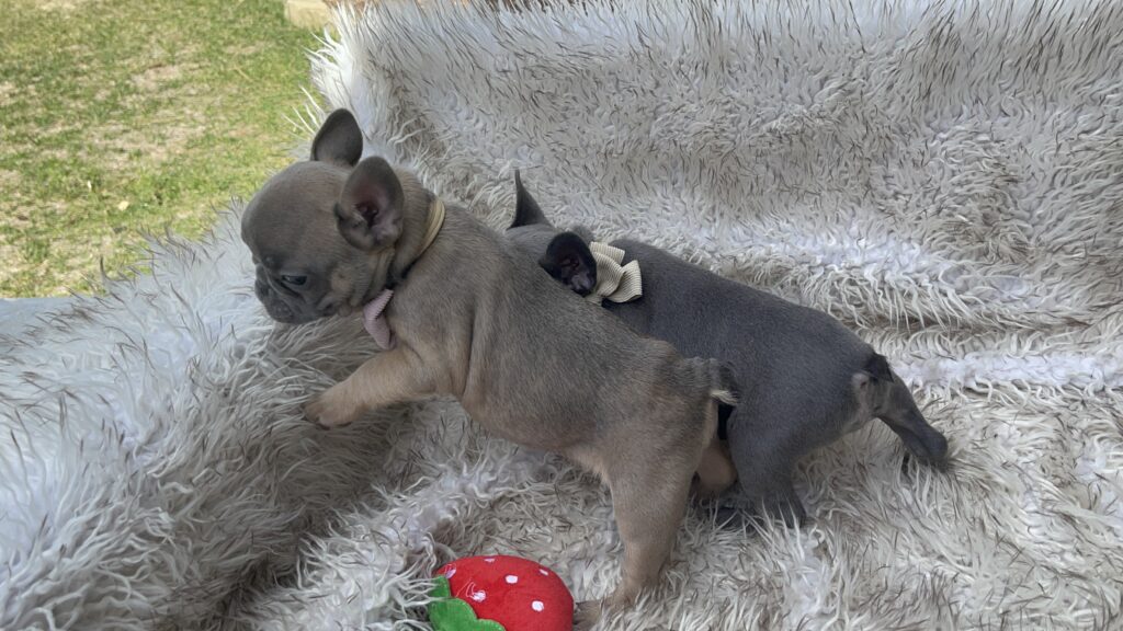 Waldo | Blue Sable French Bulldog Male | Born July 27th, 2023