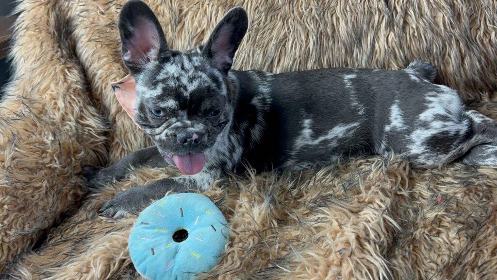 Disco | Black Merle French Bulldog Female | Born May 3rd, 2023