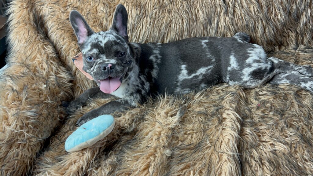 Disco | Black Merle French Bulldog Female | Born May 3rd, 2023