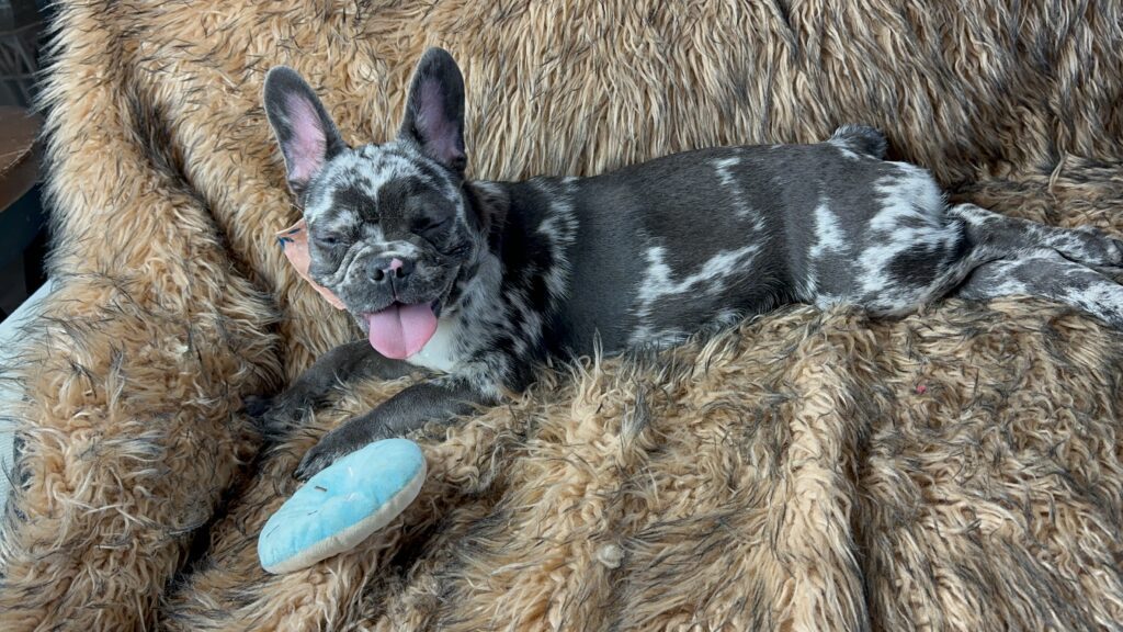 Disco | Black Merle French Bulldog Female | Born May 3rd, 2023